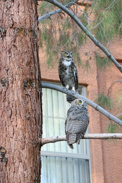 Owls