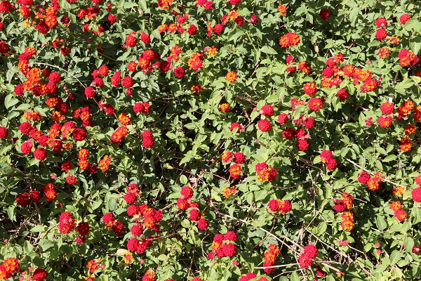 Lantana Flowers